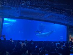 -海合安成都极地海洋公园