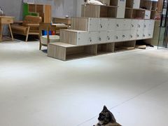 -藏猫猫咖啡主题馆(中央大道店)