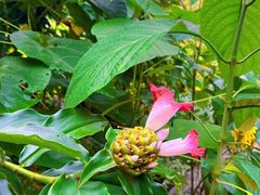 -中国科学院西双版纳热带植物园