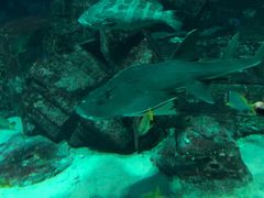 -迪拜水族馆及水下动物园