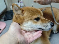 -创凡宠物医院·骨专科  猫科中心(西乡分院)