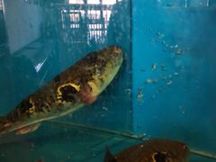 -天正河鲀·河豚亭(大连店)