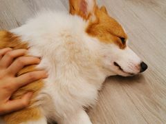-浣熊柯尔鸭土拨鼠·电玩咖