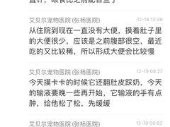 -艾贝尔宠物诊疗