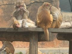 -大连森林动物园