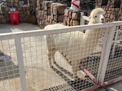 -J Create城市露营咖啡·简餐·宠物(上海动物园店)