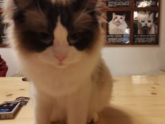 -猫猫幼稚园·撸猫·桌游·电玩