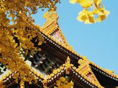 -三里屯东五街银杏大道