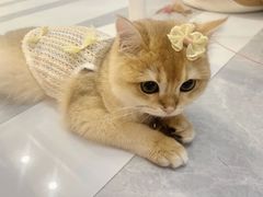 -lincat·猫舍(广州店)