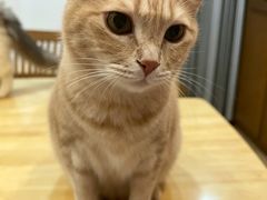 -是阿柴呀！柴犬咖啡·爱喵喵猫咖