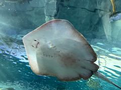 -上海海洋水族馆