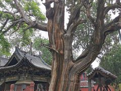 -晋祠公园