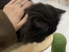 -喵园·猫主题咖啡厅·撸猫·猫咖(国贸店)