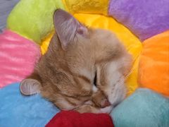 -宠物星动物医院·眼科·异宠·猫科(江南大道总院)