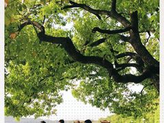 -西湖外事游船(湖滨二公园外事游船码头)