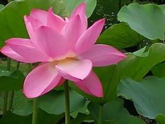 -桂湖森林公园