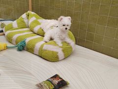 -帕帕拉兹宠物(亚洲旗舰店)