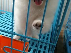 -万商花鸟市场