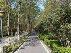 -合肥滨湖国家森林公园