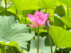 -莲花池公园