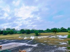 -溱湖国家湿地公园