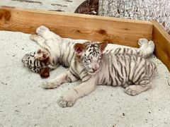 -北京野生动物园