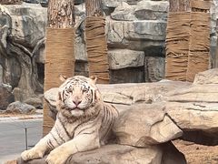 -北京野生动物园