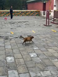 点击看大图 -美云庭古装·格格服汉服·京城旅拍(北京店)