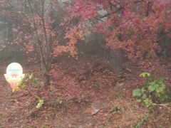 -庐山风景区花径公园