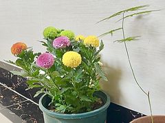 -循礼门鲜花花市(武汉循礼门店)