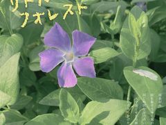 -顾村公园