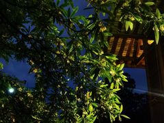 -阿谋美食·广西菜