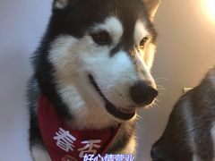 -Husky Go! 哈士奇体验馆·宠物咖啡厅狗咖