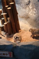 -Zoolung Zoolung动物主题公园(海信广场店)