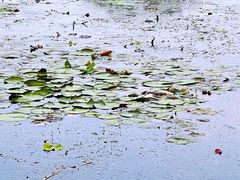 -大兴滨河森林公园