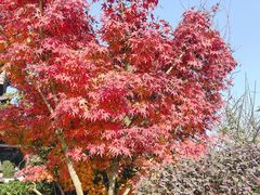 -杭州半山国家森林公园