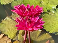 -国家植物园南园