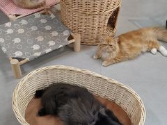 -Heymao猫咖.咖啡厅(东门店)