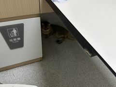 -谐和贝康宠物医院24小时·宠保定点(急重症转诊中心)