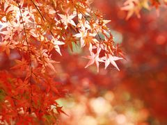 -花开海上生态园