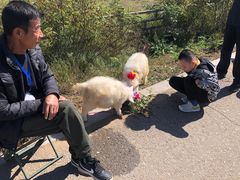 -敕勒川草原