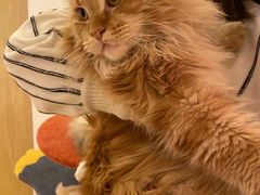 -猫腻·猫咖·撸猫馆(星光大道店)