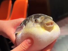 -肆月河豚·淮扬菜·湘菜(华天店)