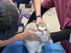 -美联众合爱康动物医院•复杂内科•肿瘤科•牙科•腔镜诊疗中心