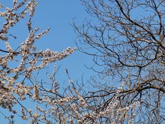 -桃花堤公园
