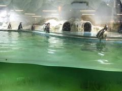 -北戴河圣蓝海洋公园