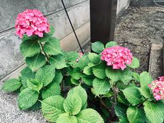 -难波八坂神社