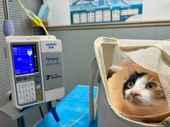 -伟伟宠物医院·CT影像中心·瑞派犬猫综合性门诊(汉口总院)