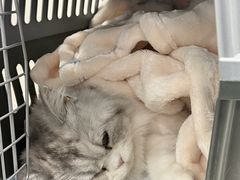 -纳吉亚猫专科动物诊疗中心(蒋宅口分院)