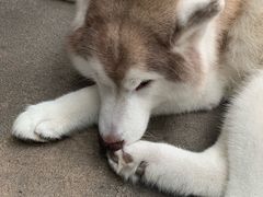 -TrueLove @ Neverland (Husky Cafe)